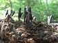 Nyeles agancsgomba (Xylaria longipes), Mátra
